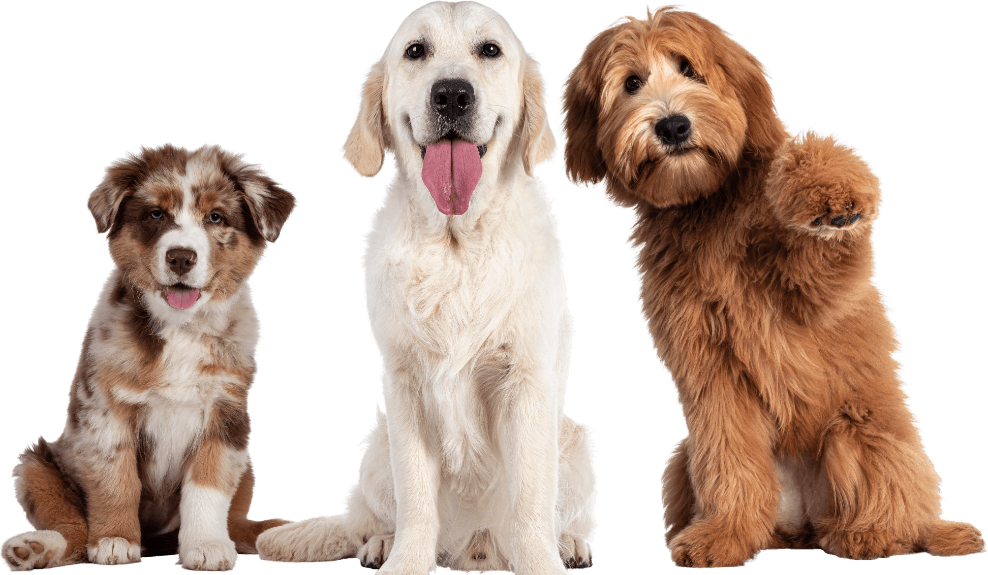 Drei Hunde sitzen nebeneinander, einer hebt die Pfote