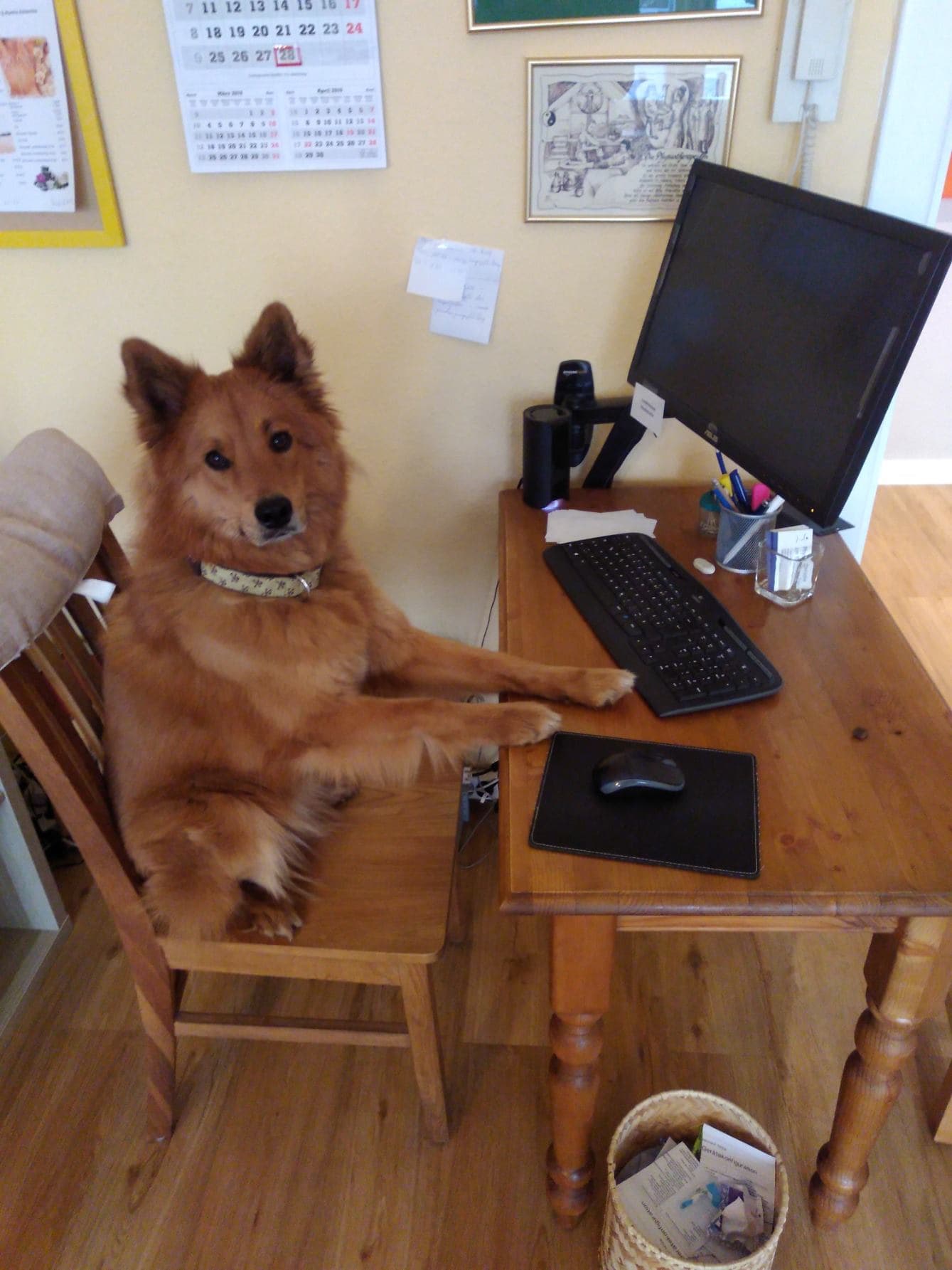 Hundephysiotherapie in Aktion